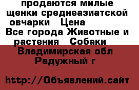 продаются милые щенки среднеазиатской овчарки › Цена ­ 30 000 - Все города Животные и растения » Собаки   . Владимирская обл.,Радужный г.